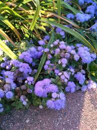 With Its Bright Blue Purple Flowers This Annual Caught Our Eye Blue Danube Floss Flower Ageratum Houstonian Blue And Purple Flowers Purple Flowers Plants