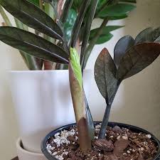 As well as being a cinch to keep alive (further into this article we'll give you a step by step care guide for keeping your plant healthy), the other advantage of this newish introduction to the world of houseplants is that it's. New Growth Is Finally Peaking Through With My Raven Zz Plant It S Been About 3 Months That I Ve Had This Plant So Excited For Her To Get Bigger No Filter Nee