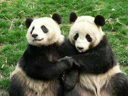 Pin By Bamboo Bambino On Hayvan Turleri Panda Bear Animals Cute Animals