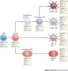 The Stages Of Differentiation Of Conventional Dendritic Cells Dcs And Plasmacytoid Dcs Pdcs From The Common D Antigen Presenting Cell Immunology Cell Forms