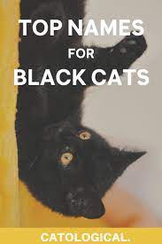 Top 150 Names For Black Cats Funny Unique Pop Culture Inspired Classic And More Cute Cat Names Names For Black Cats Boy Cat Names