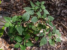 Image result for Solanum americanum