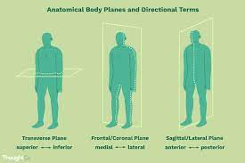 Here is a general description Anatomical Directional Terms And Body Planes