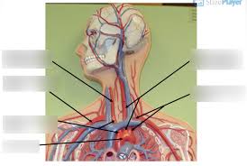The clot may completely block blood flow through the artery, or break off and lodge in an artery in the. 7 Arteries Of The Neck And Chest Diagram Quizlet