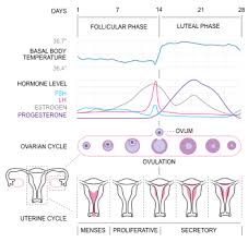 Menstrual Cycle Awesome Diagram Menstrual Migraines