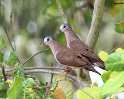 Pin By Barby Dougherty On Dove Beautiful Birds Doves Animals