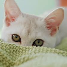 View job description, responsibilities and qualifications. Kc Pet Project Zona Rosa