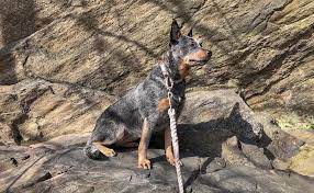 Australian Cattle Dog Breed Information Guide Quirks Pictures Personality Facts Barkpost