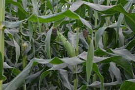 Image result for Cissampelos mucronata