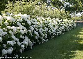 Incrediball Hydrangea 3 Jpg Hydrangea Arborescens Plants Smooth Hydrangea