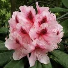Pin By Shmoo On Outdoor Spaces Companion Planting Azaleas Flowers