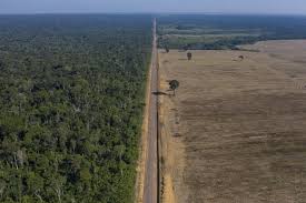 A massive wildfire is currently ravaging the amazon rainforest in brazil. Deforestation Of Brazil S Amazon Rainforest Hits Record In April Daily Sabah