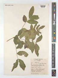 Image result for Lecaniodiscus