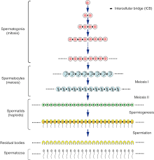 Cells | Free Full-Text | Novel Gene Regulation In Normal And Abnormal  Spermatogenesis