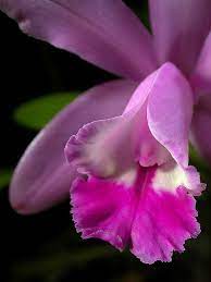 Pin On Flowers