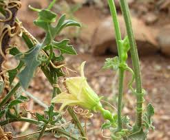 Image result for Coccinia rehmannii