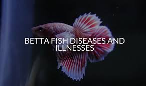 See more ideas about betta fish, betta, fish. Betta Fish Diseases And Illnesses Betta Care Fish Guide