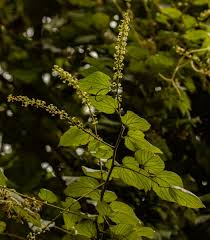 Image result for Gouania