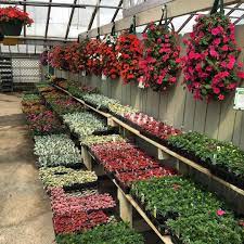 Knollwood Garden Center On Instagram Some Of Our Annual Bedding Plants And Planted Pouches Knollwoodgard Annual Bedding Plants Garden Center Bedding Plants