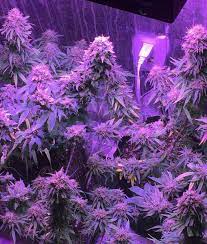 This ensures better photosynthesis and can increase your yields by up to 50^. Which Led Grow Lights Are Best For Growing Cannabis Grow Weed Easy