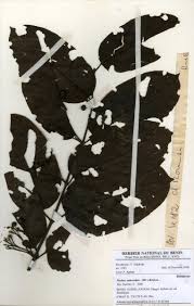 Image result for Psydrax subcordata