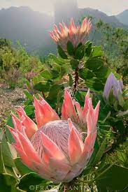 Pin On Proteas
