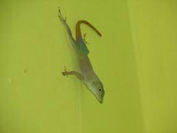 Image result for Anagallis gracilipes