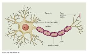 Entdecke rezepte, einrichtungsideen, stilinterpretationen und andere ideen zum ausprobieren. Brain Development More Good Days Parenting Blog