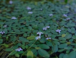 Image result for Limosella grandiflora