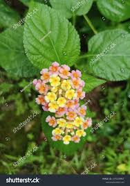 Image result for Lantana rugosa