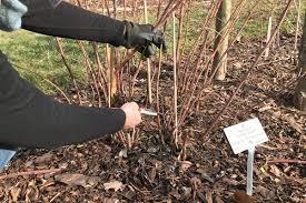 Himbeeren pflanzen und schneiden ist relativ leicht. Himbeeren Pflanzen Pflegen So Geht Es Native Plants