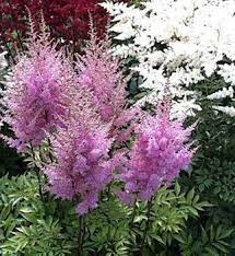 Astibe For The Top Tier Trellis Blooms Spring Summer Calyx Flowers Astilbe Flower Astilbe