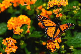 He enjoys an occasional flower treat. Monarch Butterfly On Orange Flowers Photograph By Christopher Cagney