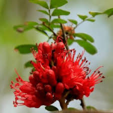 Image result for Schotia capitata