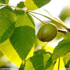 Hickory nuts are the fruit of the hickory tree, which is in the walnut family. Shellbark Hickory Tree On The Tree Guide At Arborday Org
