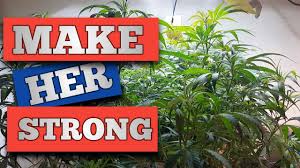 Tubidy allows you to convert & download video/audio from internet indexed by google in hd quality. Download How To Make Strong Plants Without Making Them Limp Ugtest Buddy