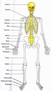 Back Skeleton Diagram Catalogue Of Schemas