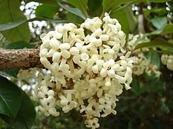 Image result for Pittosporum abyssinicum