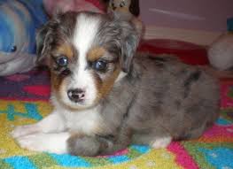 We did not find results for: Toy Australian Shepherds For Sale In Jacksonville Florida Classified Americanlisted Com