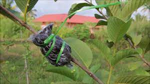 Savesave cara tut pokok for later. Tut Pokok Jambu Ashrafshuib Com