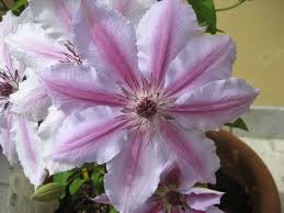 Always called the queen of vines, nothing else makes the spectacular show of a clematis in full bloom. Clematis Nelly Moser Taylors Clematis