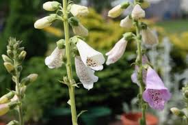 How To Grow Foxglove From Seed Farmhouse Blooms