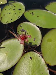 Image result for Brasenia