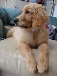 The Online Dog Trainer Review Dog Behavior Problems Aggressive Dog Dog Behavior