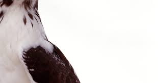 Assassin S Creed Odyssey Birds Of A Feather Quest How To Make A Hawk Mask Twenty One Pilots Aesthetic Assassins Creed Odyssey Character Aesthetic