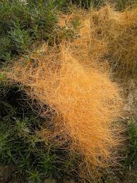 Image result for Cuscuta abyssinica