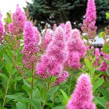 Image result for Spiraea billardii