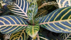 Image result for Sanchezia