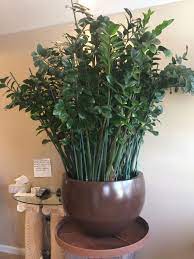 A Huge And Gorgeous Zz Plant Zamioculcas Zamiifolia Plants Zz Plant Planters