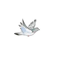 Beautiful Dove Animated Gifs Pigeon Illustration Flying Illustration Bird Gif